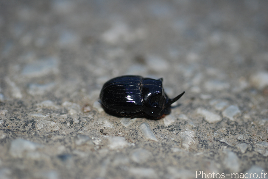 Copris lunaris-male